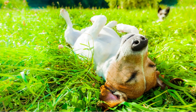 How Often Should You Scoop? A Guide for Busy Pet Owners