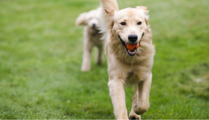 Rain, Shine, or Ruff Weather: How We Handle Service in All Conditions